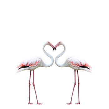 Two colorful flamingos looking at each other and building a hear