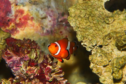 anemonefish – clownfisch