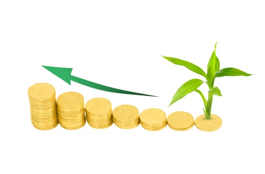 gold coins and plant isolated on white