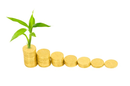 gold coins and plant isolated on white