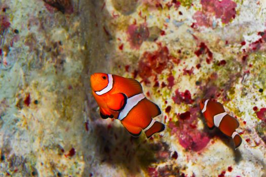 anemonefish – clownfisch