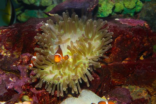 anemonefish – clownfisch