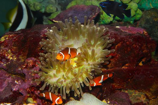 anemonefish – clownfisch
