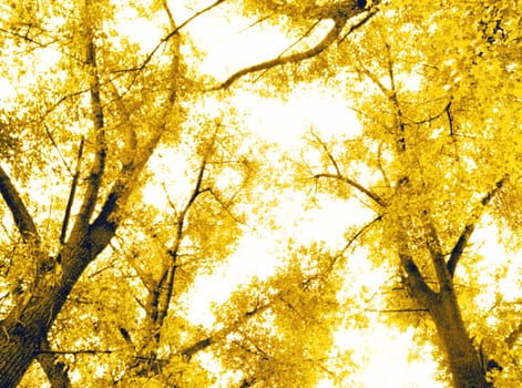 autumn forest