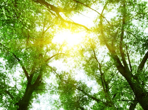 Green leaves