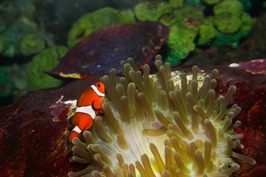 anemonefish – clownfisch