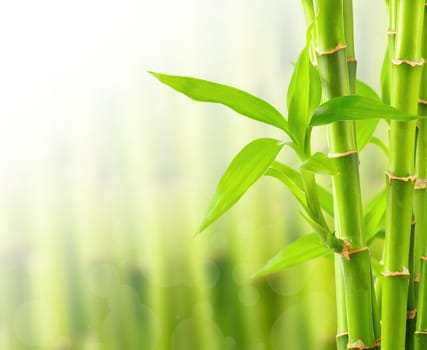 Bamboo background with copy space