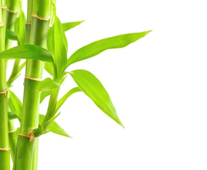 Bamboo background with copy space