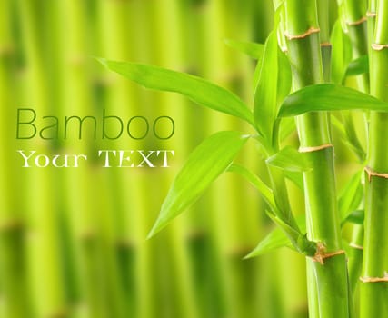 Bamboo background with copy space
