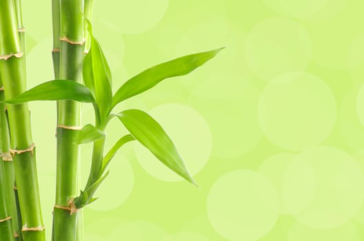 bamboo