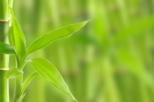bamboo