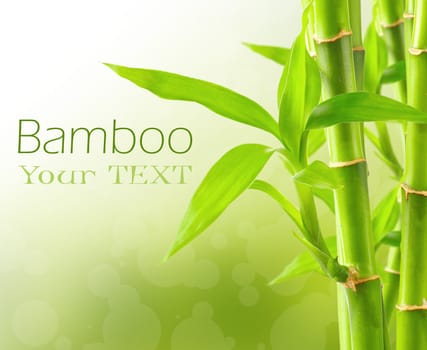 Bamboo background with copy space