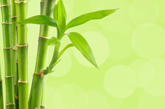 bamboo