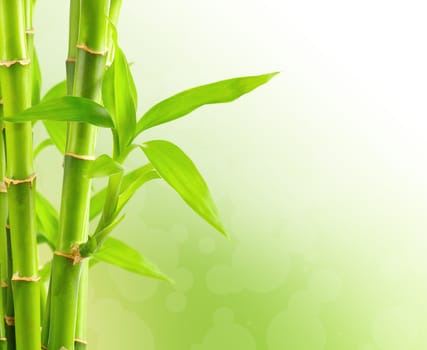 Bamboo background with copy space