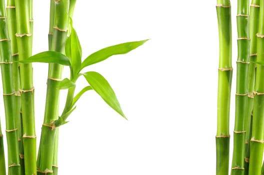 bamboo isolated on white
