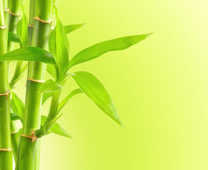 Bamboo background with copy space