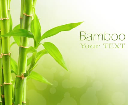 Bamboo background with copy space