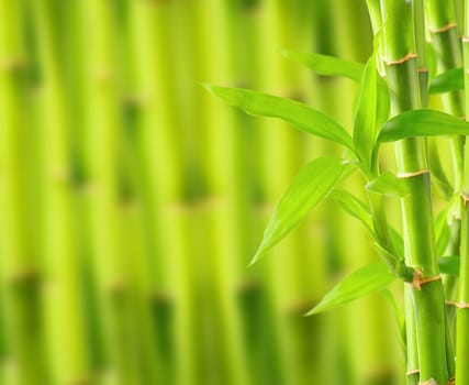 Bamboo background with copy space