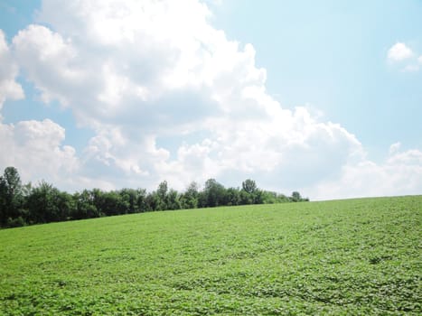Beautiful summer landscape
