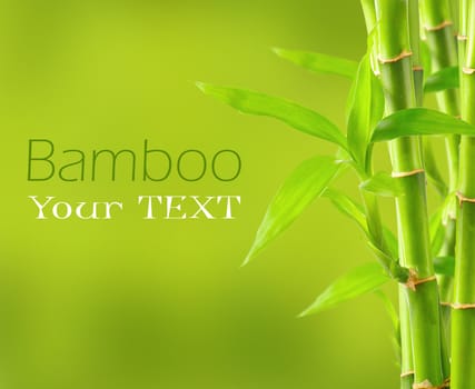 Bamboo background with copy space