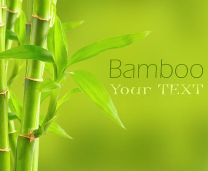 Bamboo background with copy space