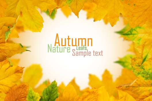 Autumn Maple Leafs