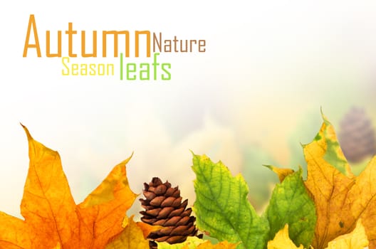 Beautiful autumn background with maple leaves