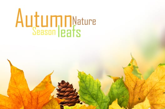 Beautiful autumn background with maple leaves