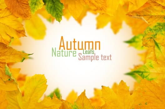 Autumn Maple Leafs