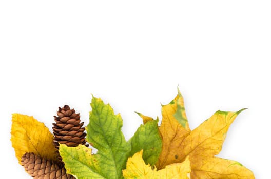 autumn maple leaf isolated on white background