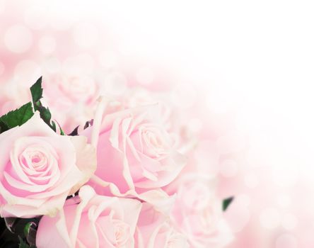 Pink roses