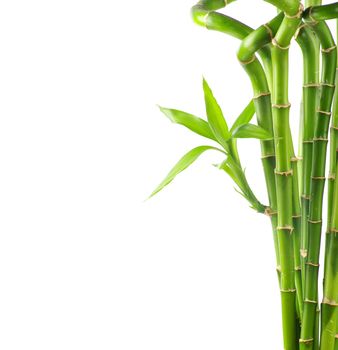 Bamboo