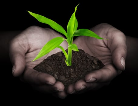 plant in hands