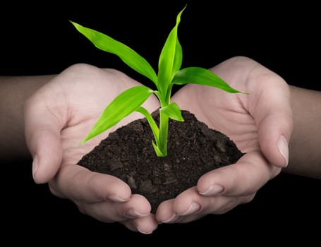 plant in hands