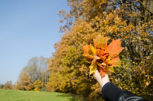 hand holding bunch of orange color leaves flower and autumn forest trees in background.
