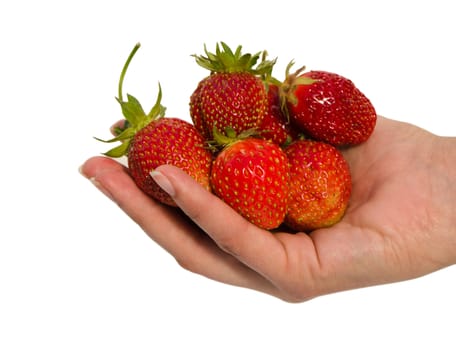 woman hand hold red ripe strawberries isolated on white background.