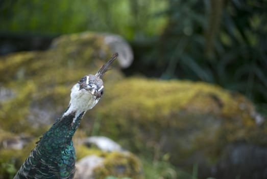 Funny peacock bird on green garden background