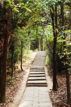 Stone steps in the forest