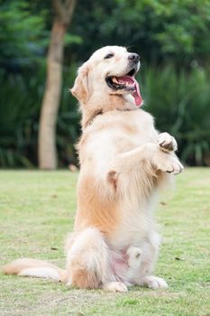 Golden retriever dog sitting on hind legs