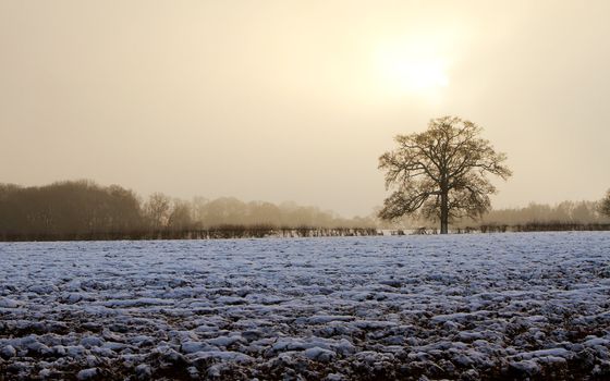 tree in a field on a snowy day