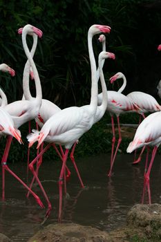 pink flamingos (Phoenicopterus ruber ruber)