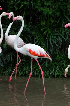 Greater Flamingo(Phoenicopterus roseus)