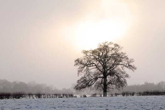 tree in a field on a snowy day