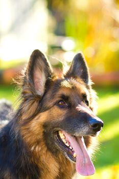 german Shepherd dog in the garden