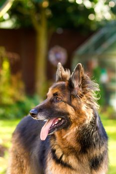 german Shepherd dog in the garden