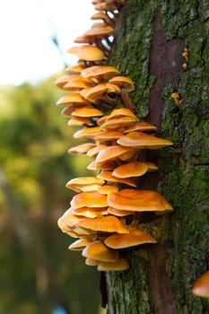 Orange funghi growing on the side of a tree