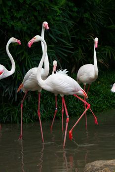 Greater Flamingo(Phoenicopterus roseus)