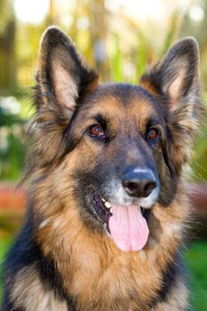 german Shepherd dog in the garden