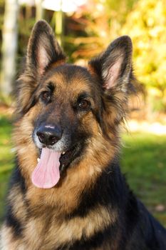 german Shepherd dog in the garden