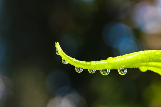 Water drops with fern leaf.